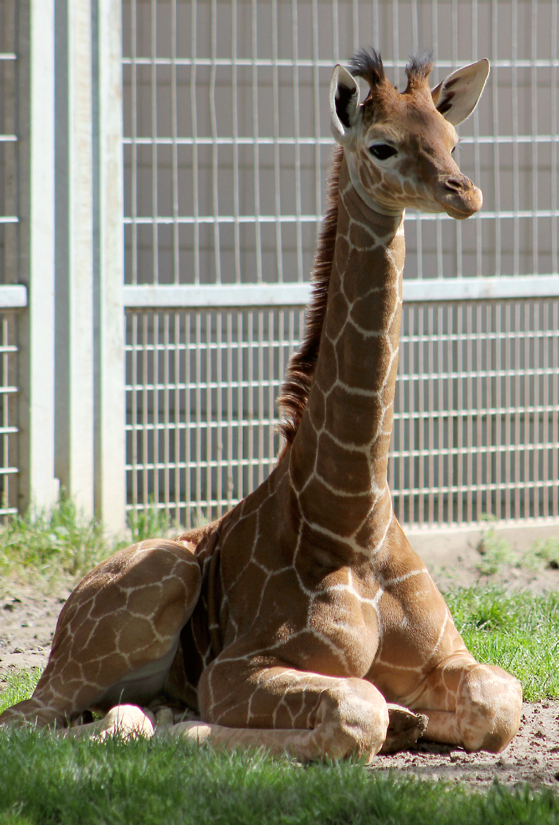 Babygiraffe