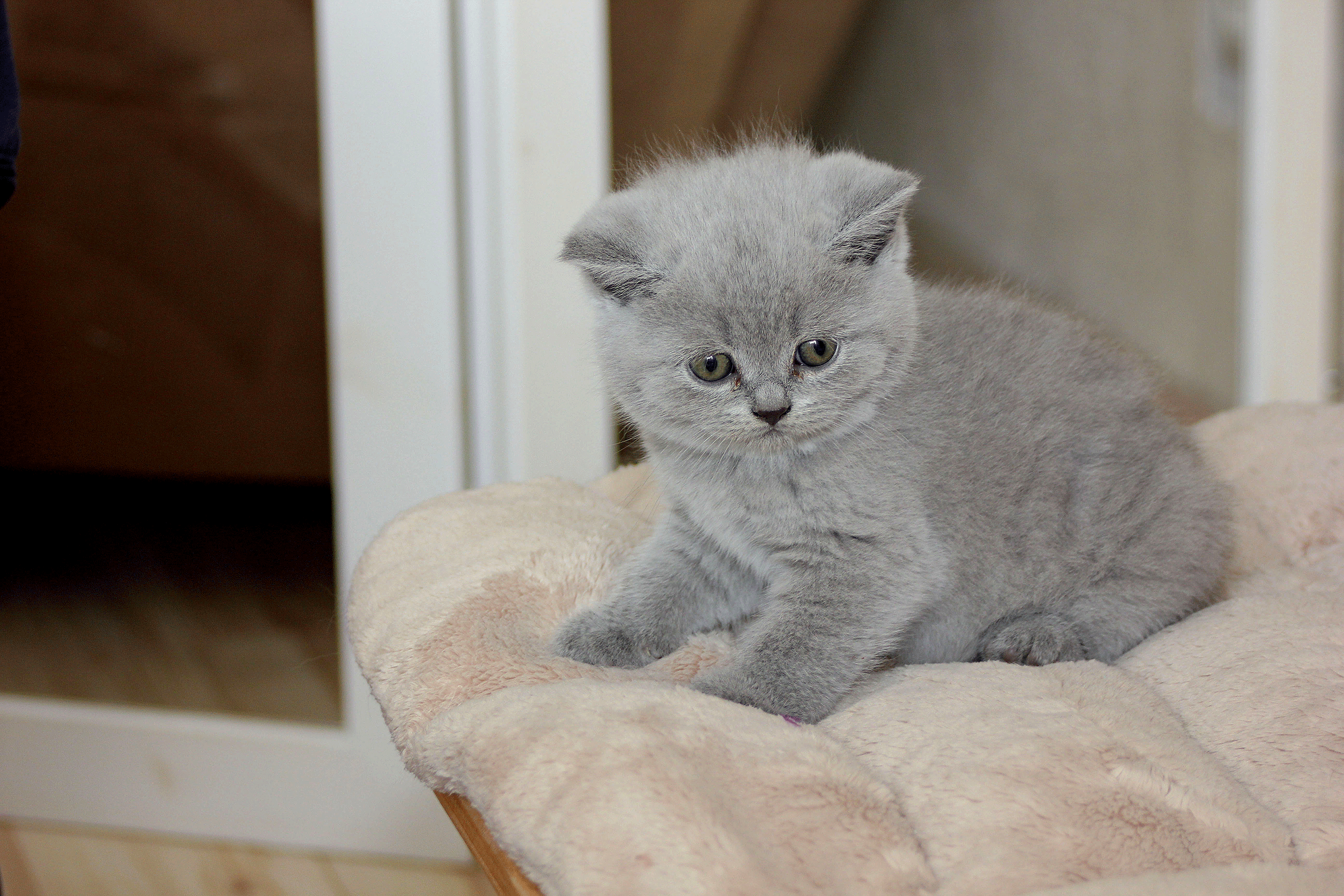 Babykatze